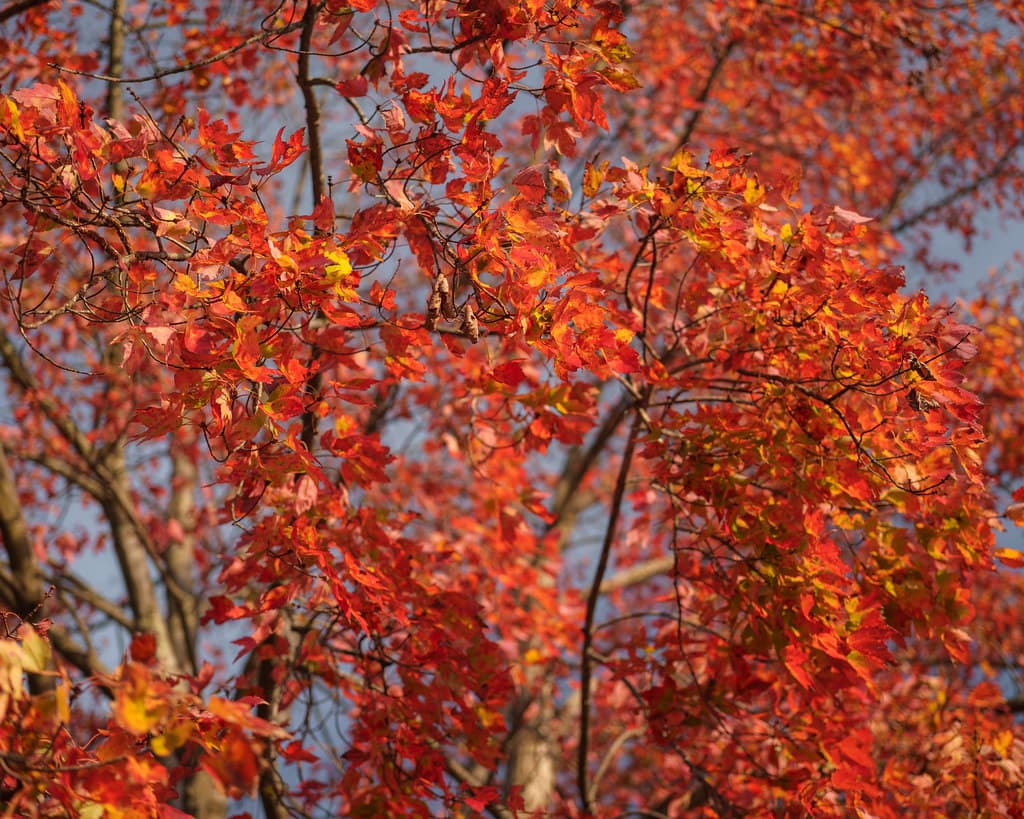 Looking up through a brilliant red-orange fall canopy