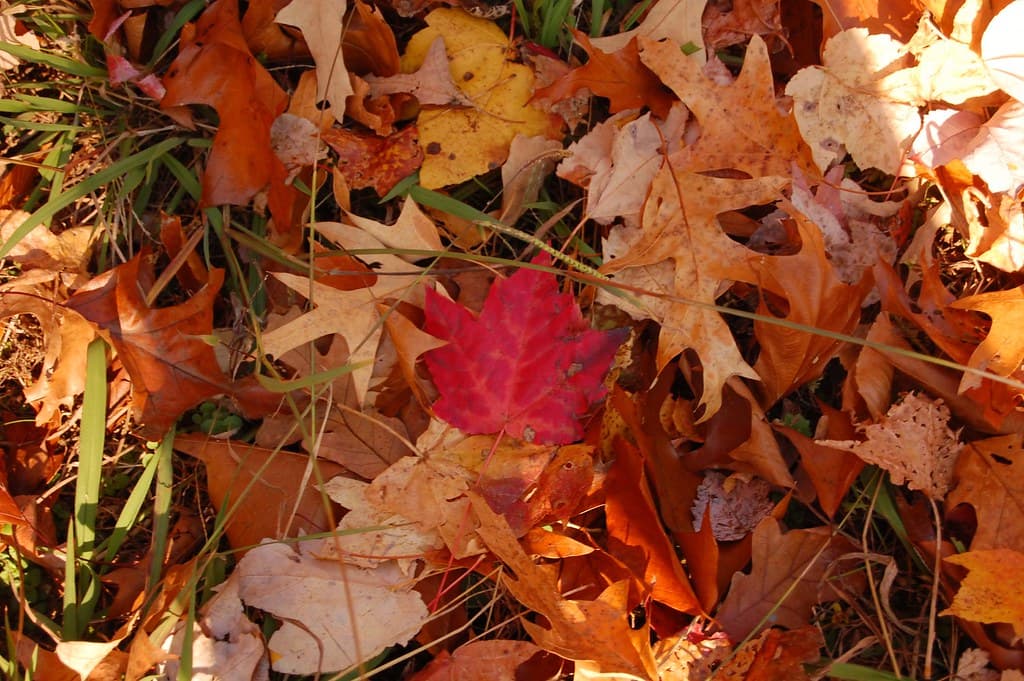 A curated selection of fallen leaves with a vibrant red maple standout
