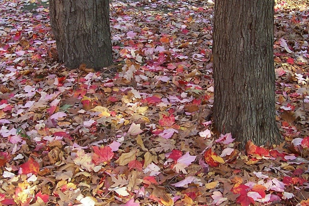 A thick carpet of autumn leaves gathered at the base of trees