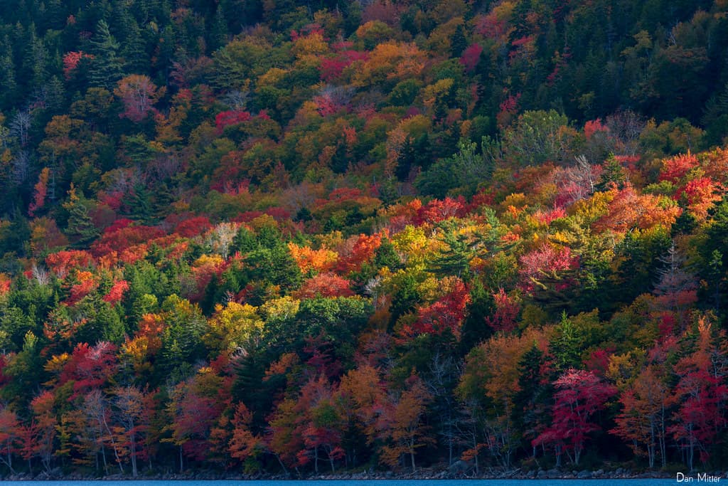 Morning light through fall foliage in a New England forest