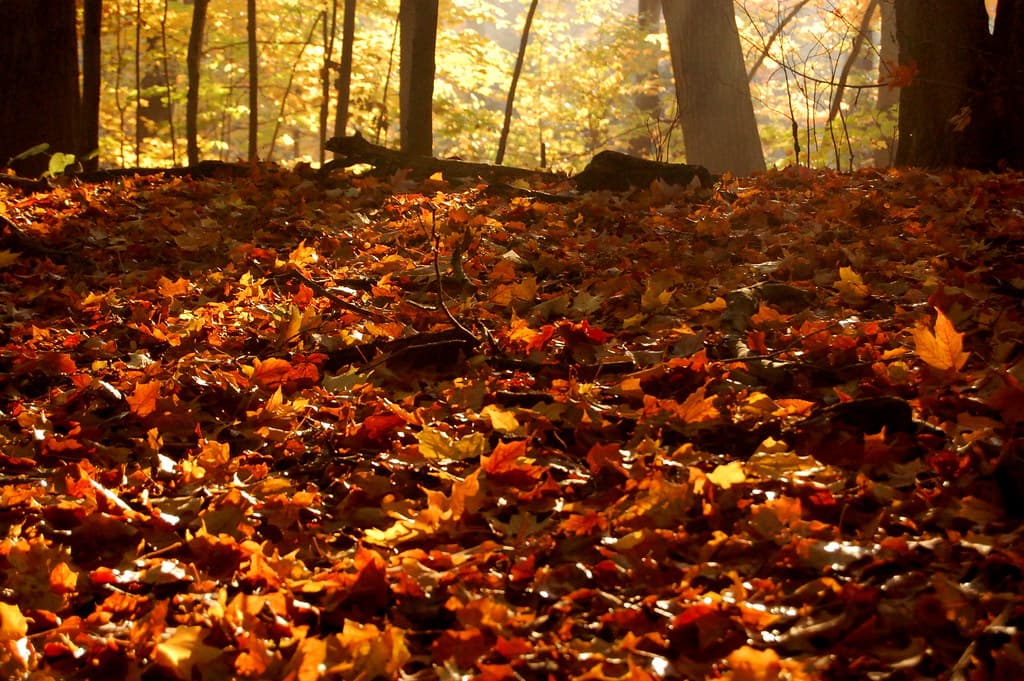Backlit leaves glowing on a forest floor in warm autumn light
