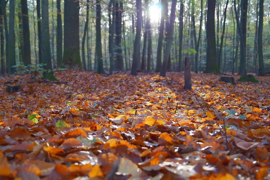 Sunlight streaming through trees onto a forest floor covered in fallen leaves