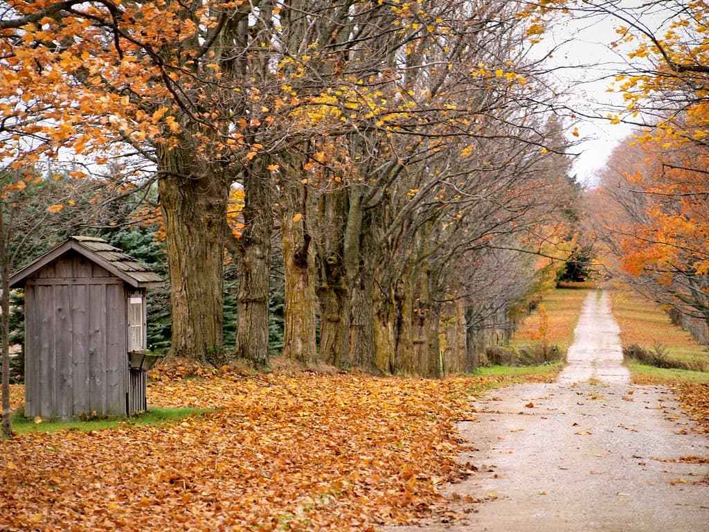 A scenic country lane blanketed by fall foliage with a rustic shed
