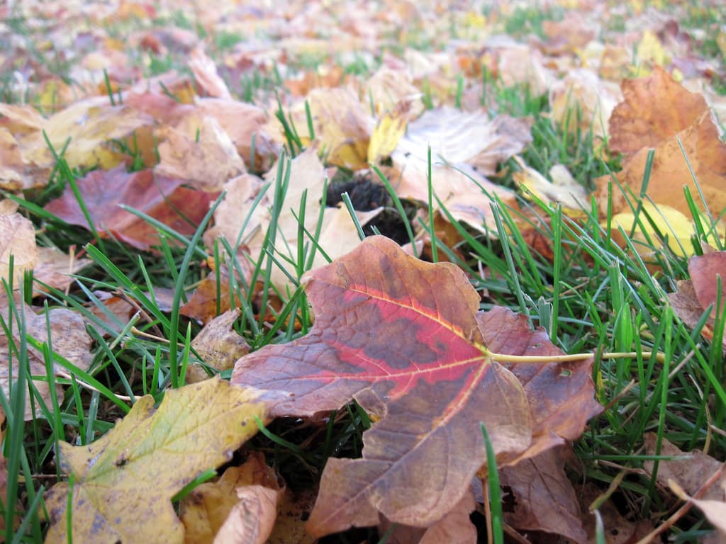 Scattered maple leaves across green grass in rich autumn colors