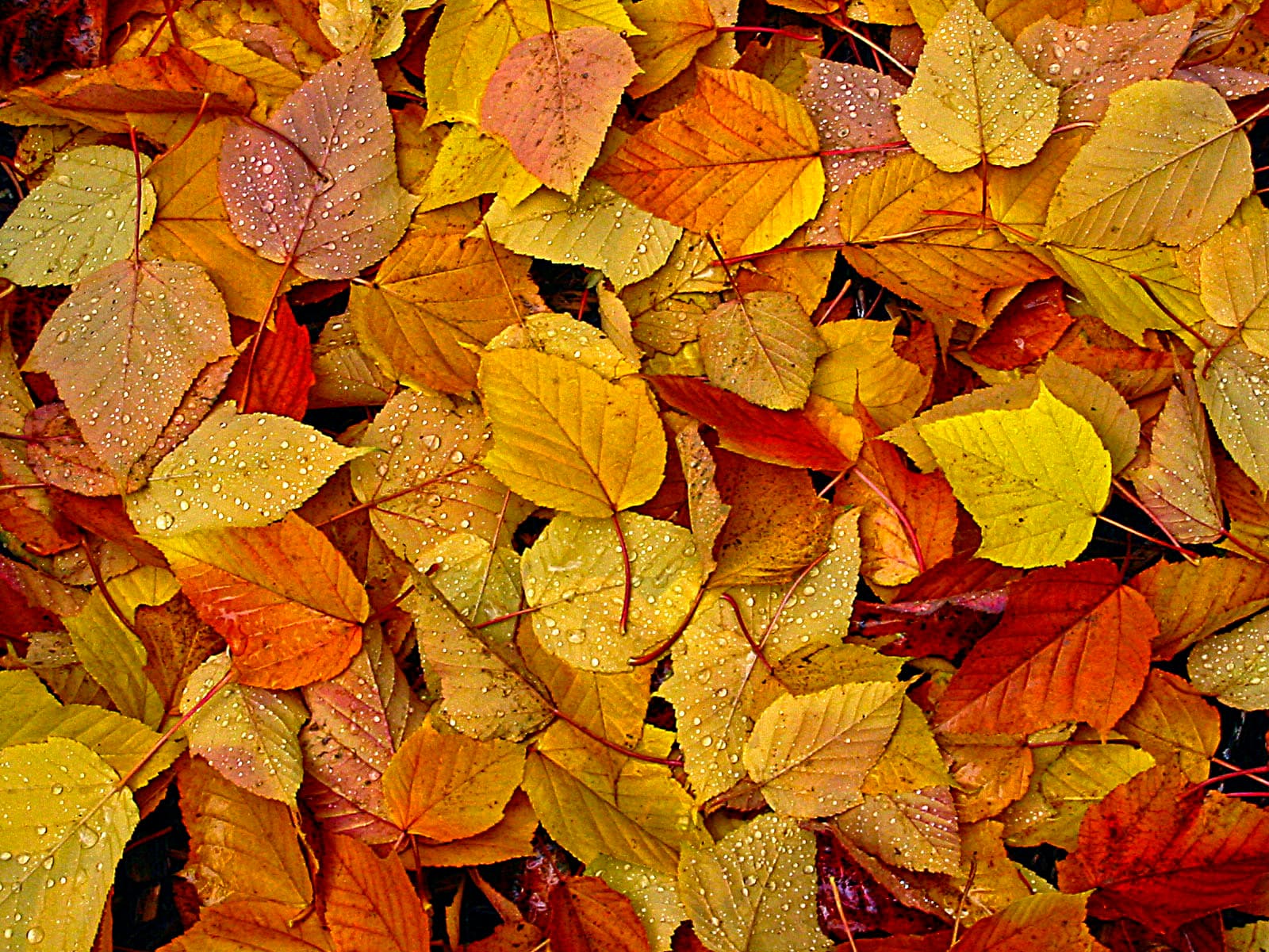 A flat-lay display of dewy overlapping autumn leaves in rich fall colors